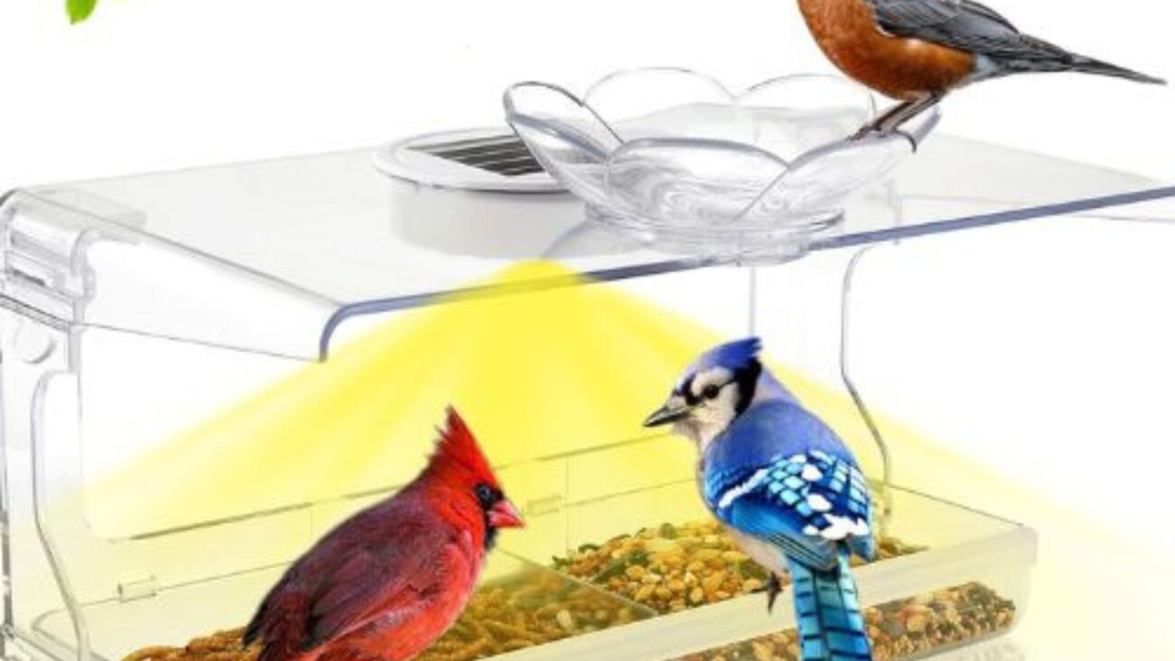 Solar Powered Bird Feeder Reviews