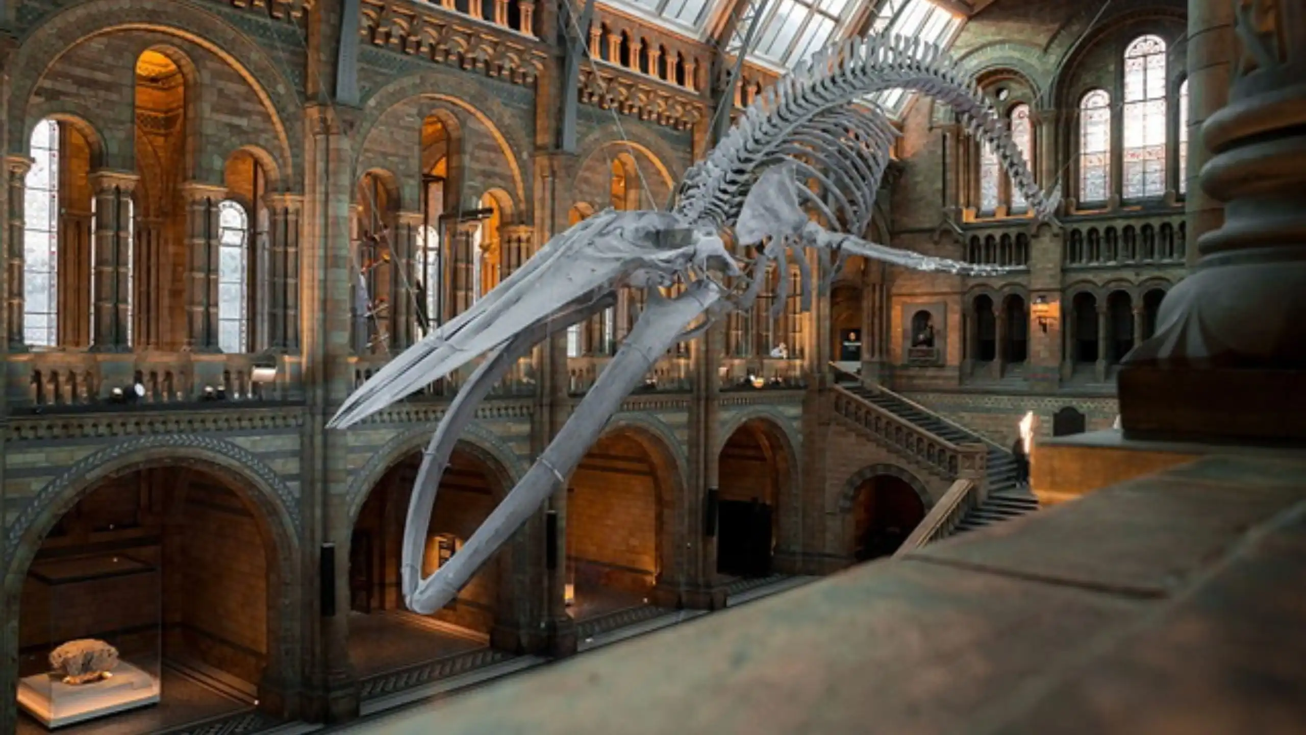 The Ultimate Guide to the American Museum of Natural History